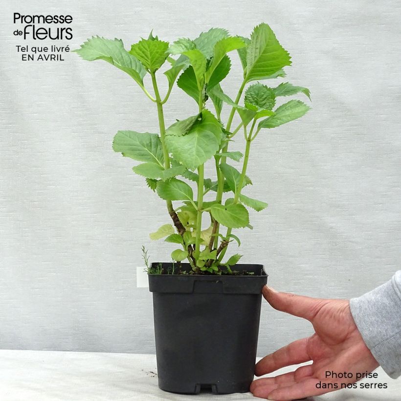 Exemplaar van Hydrangea macrophylla Benelux - Bolhortensia roze Pot van 2 l/3 l, Struik zoals geleverd in de lente