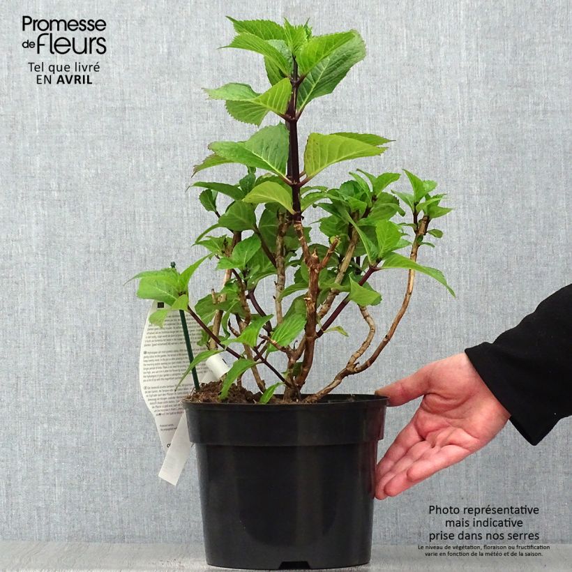 Exemplaar van Hydrangea macrophylla Black Steel Purple - Bolhortensia Pot van 4 l/5 l zoals geleverd in de lente