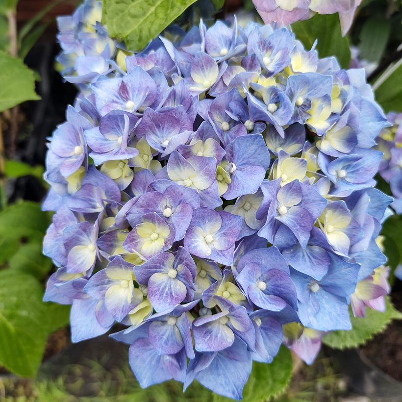 Hydrangea macrophylla Black Steel Purple - Bolhortensia (Bloei)