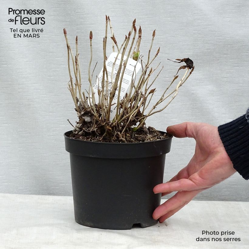 Exemplaar van Hydrangea macrophylla Blauer Prinz - Boerenhortensia Pot van 2 l/3 l zoals geleverd in de lente