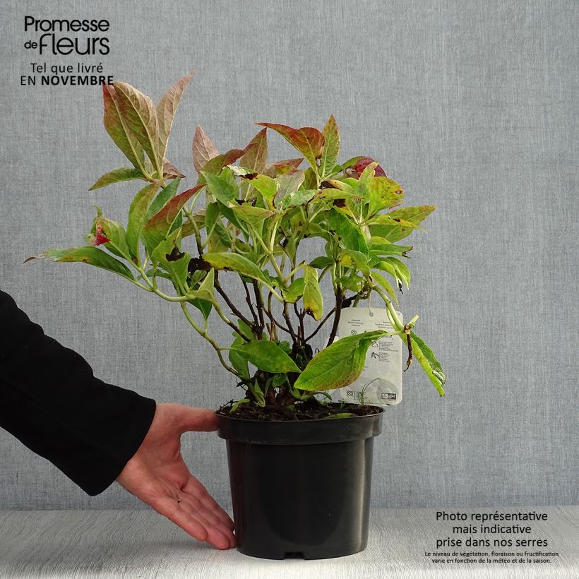 Exemplaar van Hydrangea macrophylla Blauer Prinz - Boerenhortensia Pot van 2 l/3 l zoals geleverd in de herfst