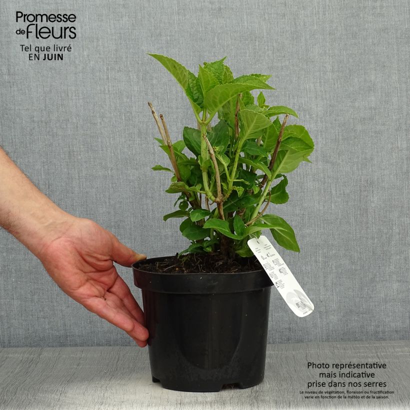 Example of Hydrangea macrophylla Blauer Zwerg - Bolhortensia Pot van 2 l/3 l as you get in printemps