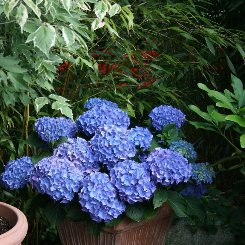 Hortensia - Hydrangea macrophylla Blaumeise (Groeiplaats)