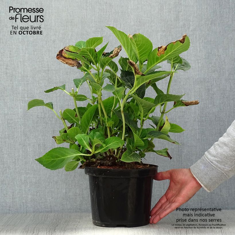 Exemplaar van Hydrangea macrophylla Blue Sky - Schermhortensia Pot van 4 l/5 l zoals geleverd in de herfst
