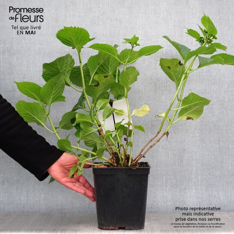 Exemplaar van Hydrangea macrophylla Blue Sky - Schermhortensia Pot van 4 l/5 l zoals geleverd in de lente