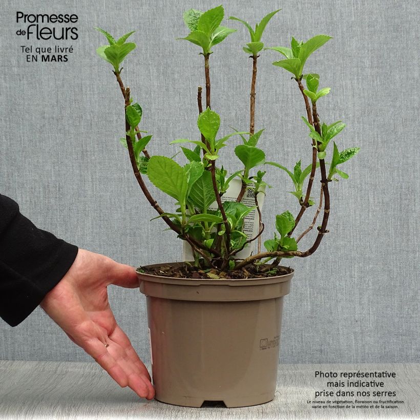 Exemplaar van Hortensia - Hydrangea macrophylla Blue wave Pot van 2 l/3 l zoals geleverd in de lente