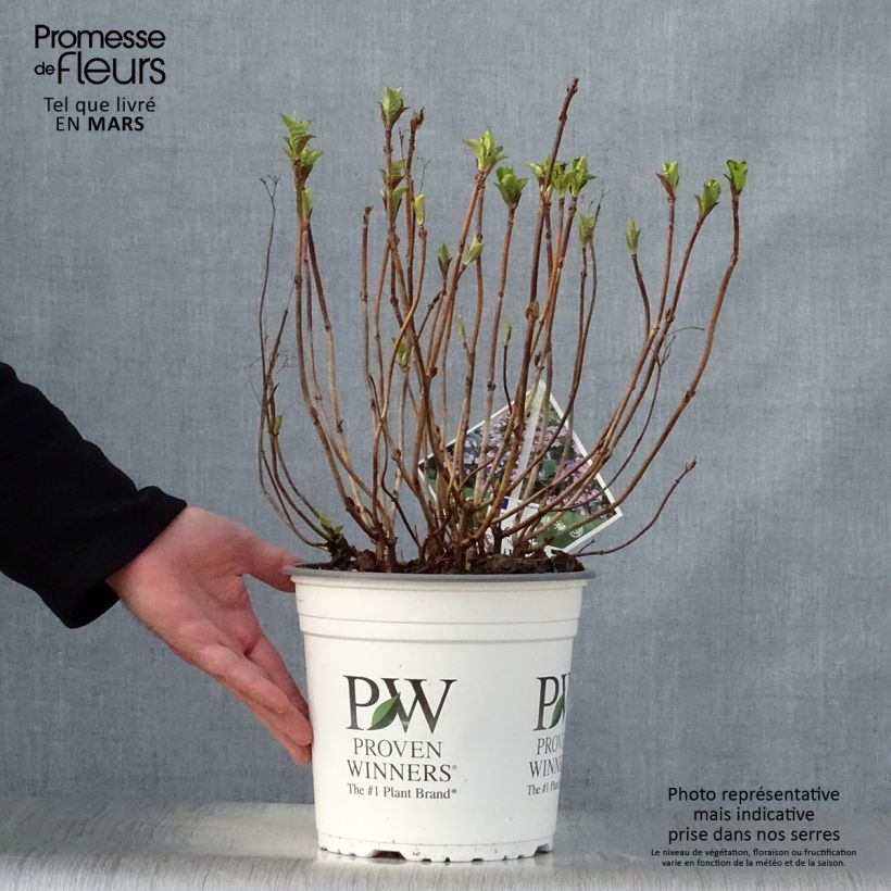 Exemplaar van Hydrangea macrophylla Blueberry Cheesecake - Schermhortensia Pot van 4 l/5 l zoals geleverd in de lente