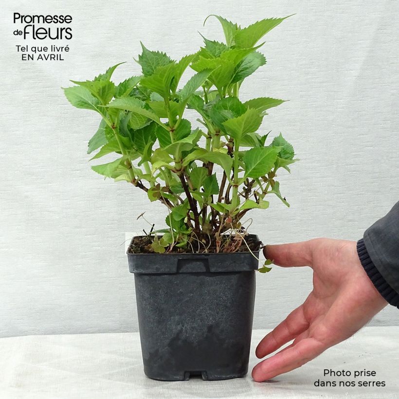 Example of Hydrangea macrophylla Bodensee - Bolhortensia Pot van 2 l/3 l as you get in printemps