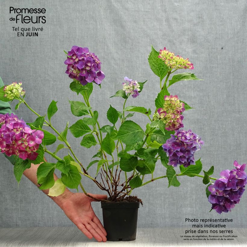 Exemplaar van Hydrangea macrophylla Bodensee - Bolhortensia Pot van 2 l/3 l zoals geleverd in de zomer