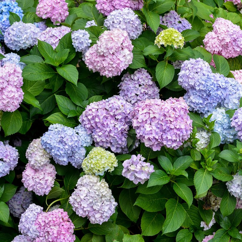 Hydrangea macrophylla Bodensee - Bolhortensia (Flowering)
