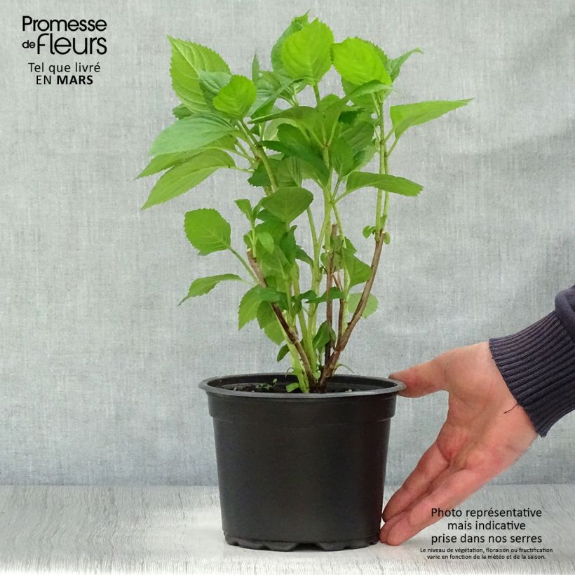 Exemplaar van Hydrangea macrophylla Bouquet Rose - Bolhortensia roze Pot van 2 l/3 l zoals geleverd in de lente