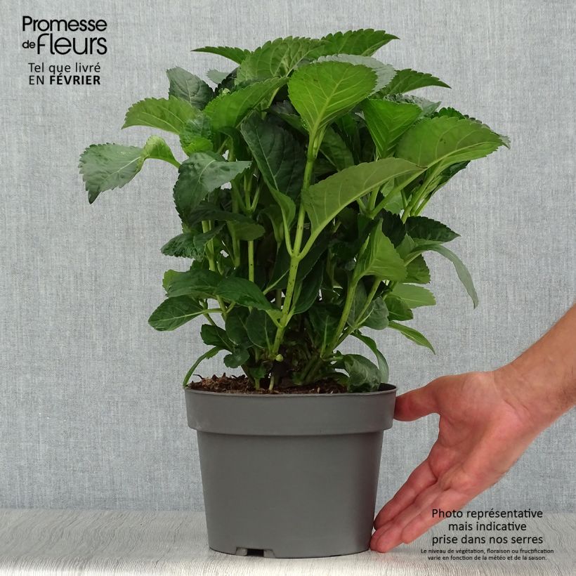Exemplaar van Hydrangea macrophylla Caipirinha - Bolhortensia Pot van 2 l/3 l zoals geleverd in de herfst