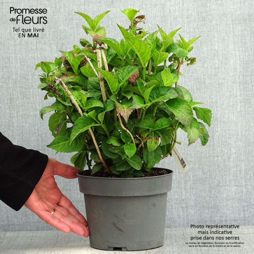Exemplaar van Hydrangea macrophylla Caipirinha - Bolhortensia Pot van 2 l/3 l zoals geleverd in de lente