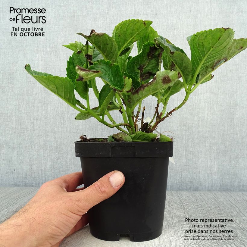 Exemplaar van Hydrangea macrophylla Constellation - Bolhortensia Pot van 2 l/3 l zoals geleverd in de herfst