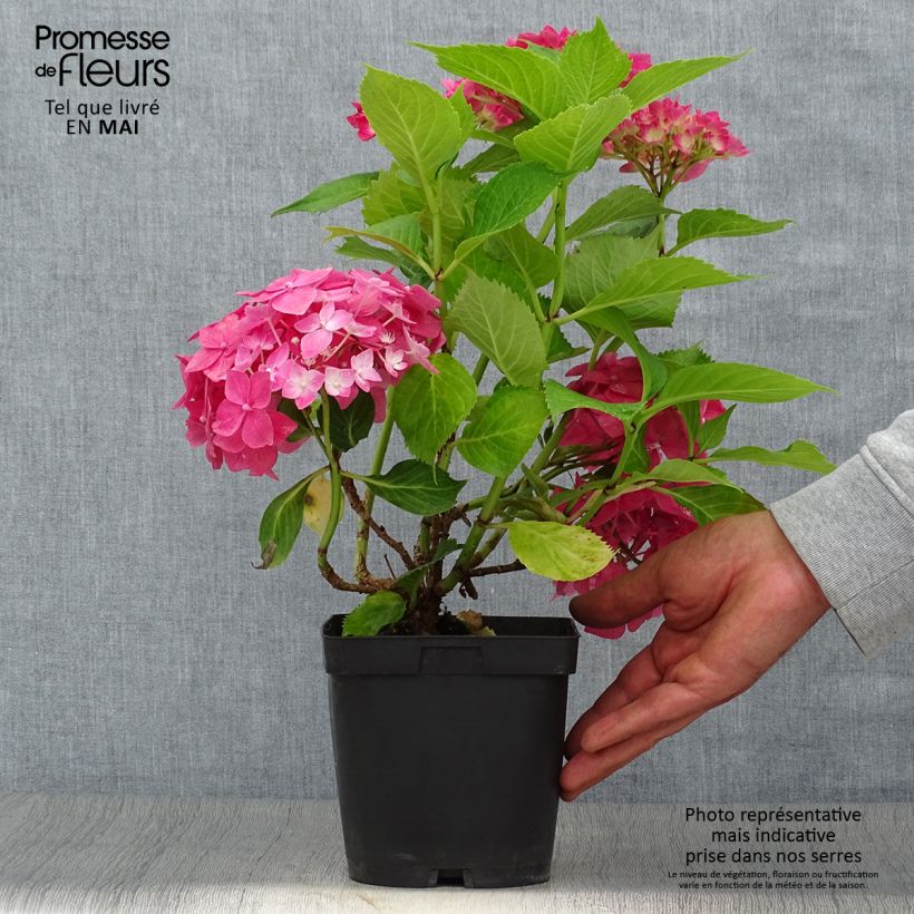 Exemplaar van Hydrangea macrophylla Constellation - Bolhortensia Pot van 2 l/3 l zoals geleverd in de lente