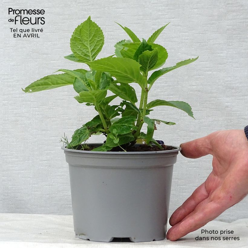 Exemplaar van Hydrangea macrophylla Curly Sparkle Blue - Bolhortensia Pot van 2 l/3 l zoals geleverd in de lente