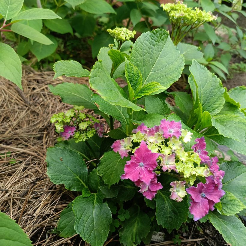 Hydrangea macrophylla Curly Sparkle Red - Bolhortensia (Groeiplaats)