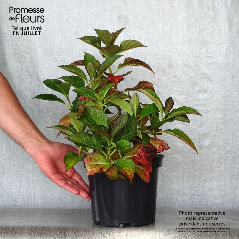 Exemplaar van Hydrangea macrophylla Black Diamonds Dark Angel - Bolhortensia Pot van 4 l/5 l zoals geleverd in de zomer