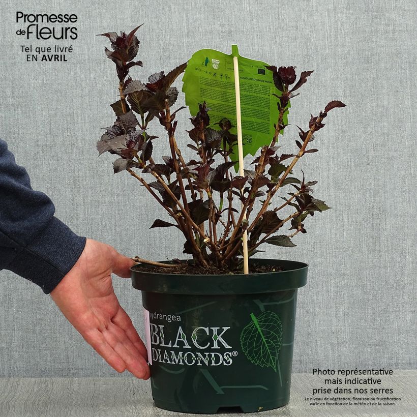 Exemplaar van Hydrangea macrophylla Dark Angel Purple Black Diamonds - Bolhortensia Pot van 2 l/3 l zoals geleverd in de lente