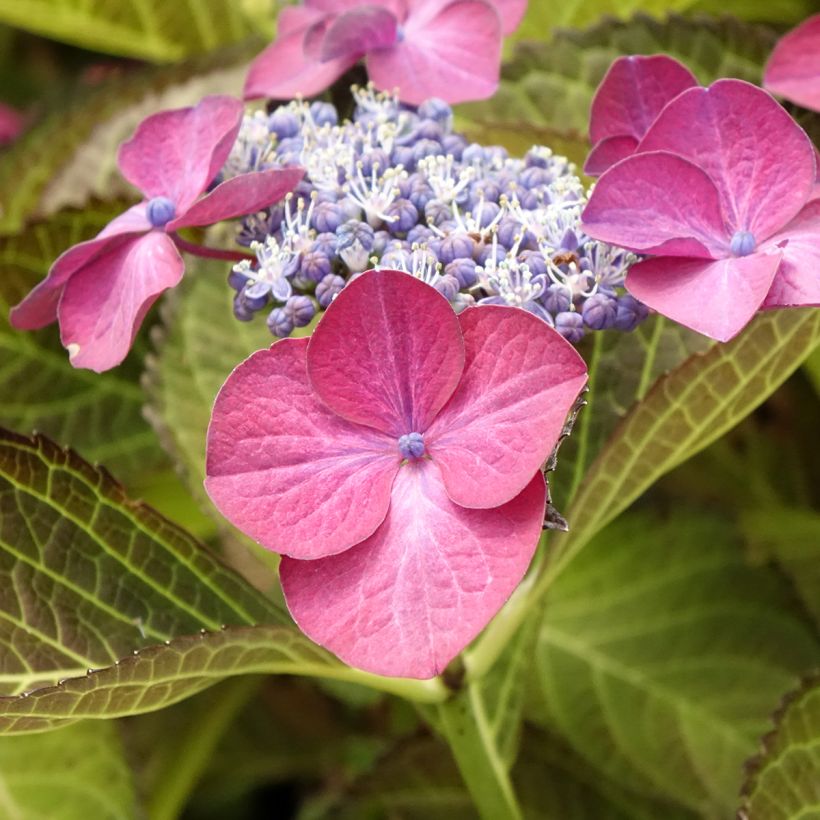 Hydrangea macrophylla Dark Angel Purple Black Diamonds - Bolhortensia (Bloei)