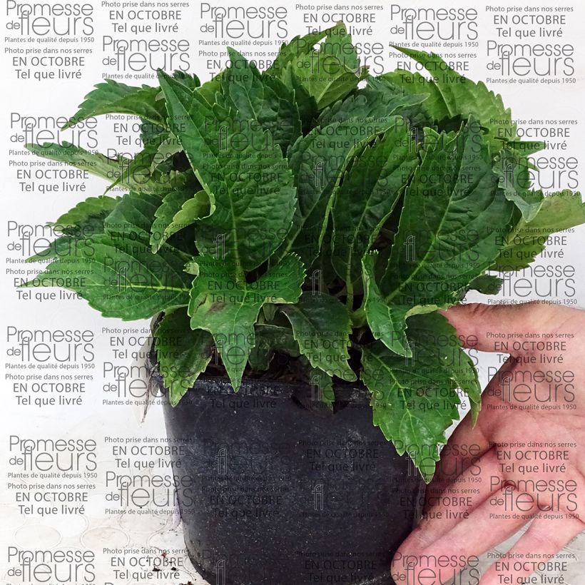 Voorbeeld van een exemplaar van Hydrangea macrophylla Dolce Farfalle - Bolhortensia Pot van 2 l/3 l zoals geleverd