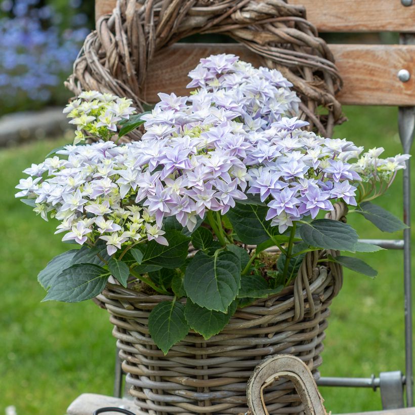 Hydrangea macrophylla Double Dutch Blue - Boerenhortensia (Groeiplaats)