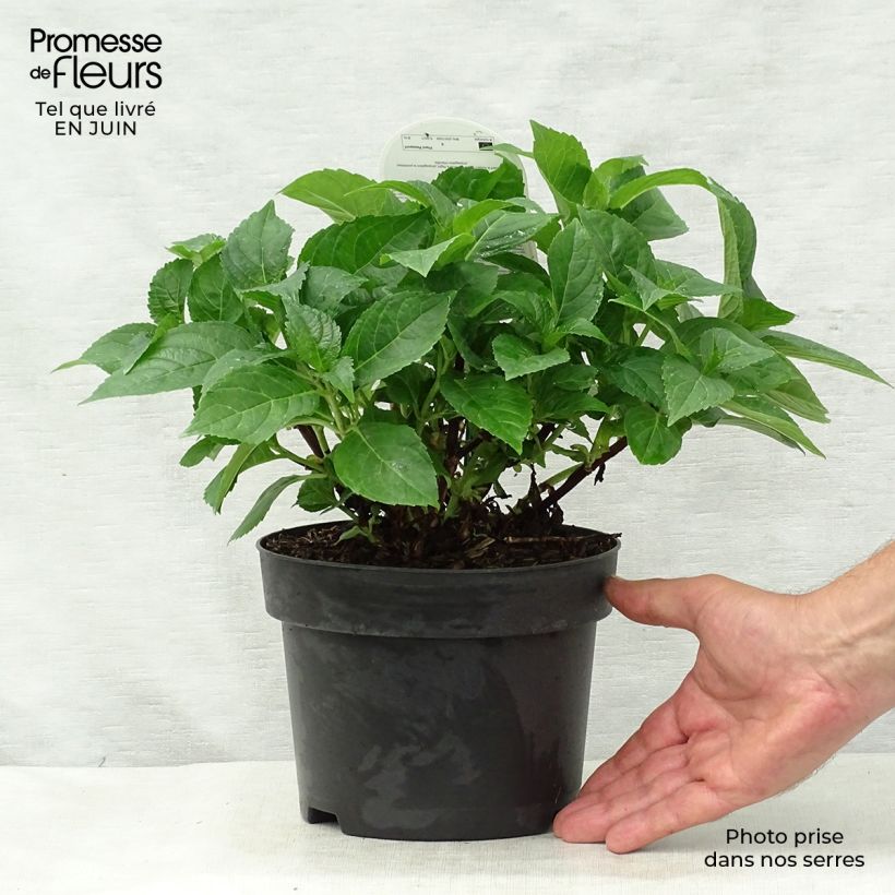 Exemplaar van Hydrangea macrophylla Early Blue - Boerenhortensia Pot van 2 l/3 l zoals geleverd in de zomer