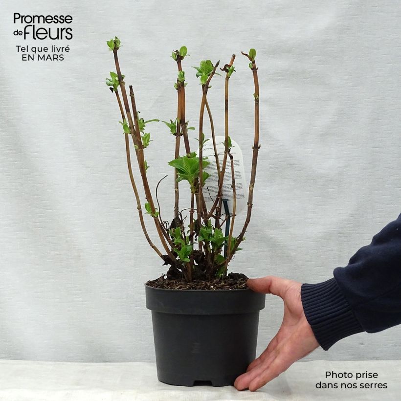 Exemplaar van Hydrangea macrophylla Early Blue - Boerenhortensia Pot van 2 l/3 l zoals geleverd in de lente