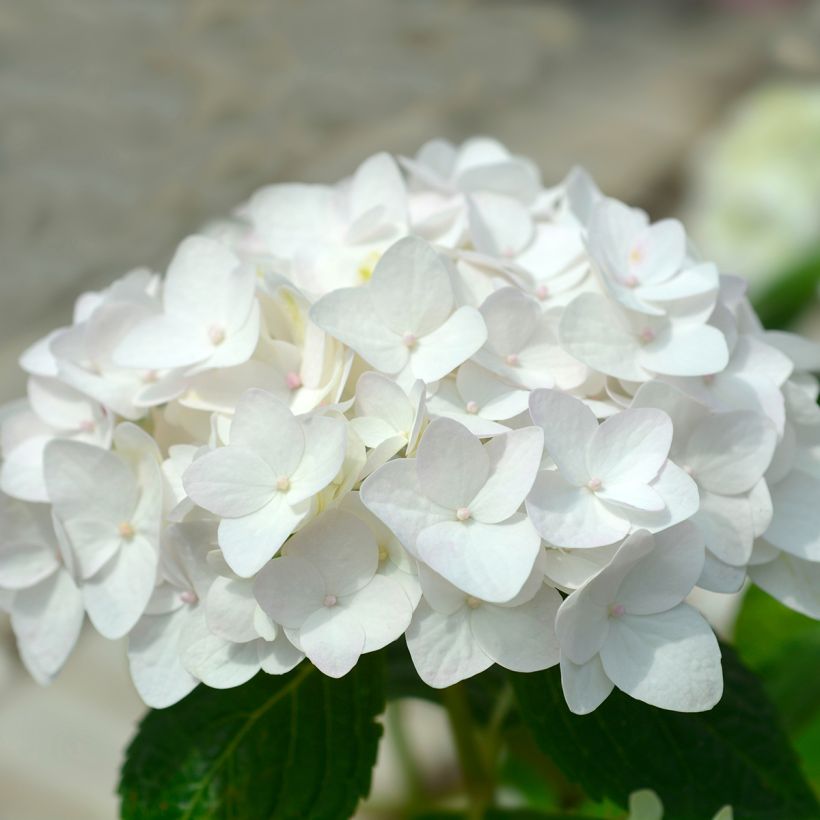 Hydrangea macrophylla Endless Summer The Bride - Bolhortensia (Bloei)