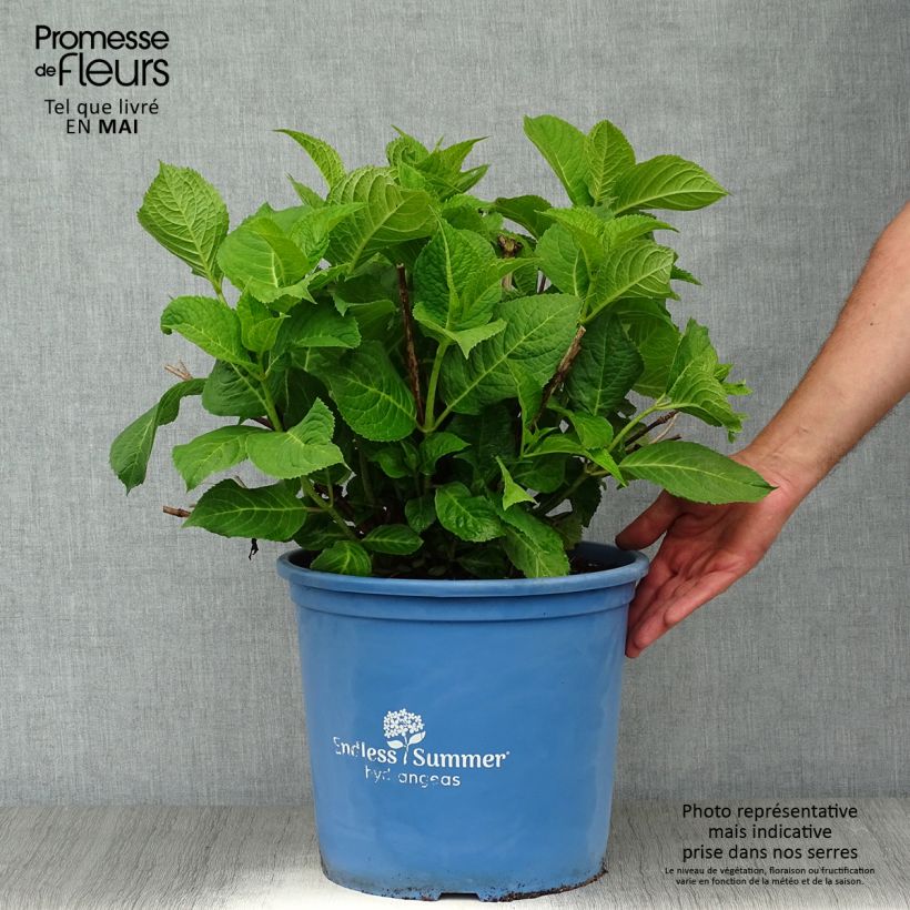 Example of Hydrangea macrophylla Endless Summer The Original Pink - Bolhortensia Pot van 12 l/15 l as you get in printemps