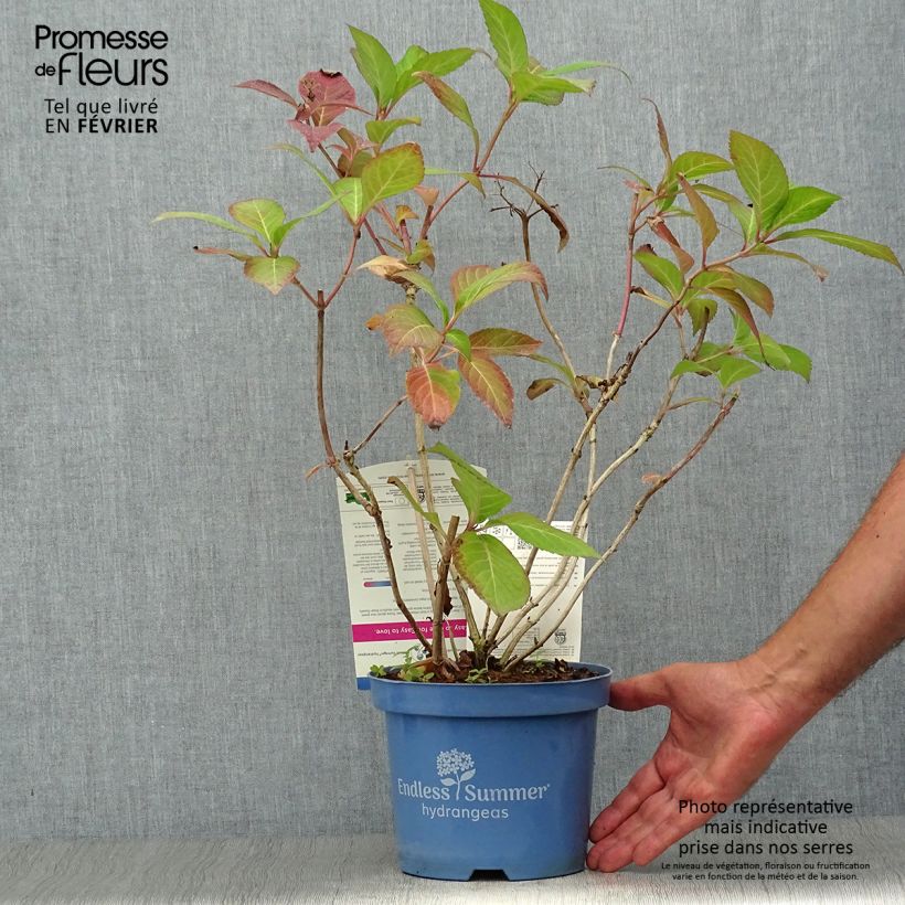 Exemplaar van Hydrangea macrophylla Endless Summer Twist and Shout - Boerenortensia Pot van 2 l/3 l zoals geleverd in de herfst