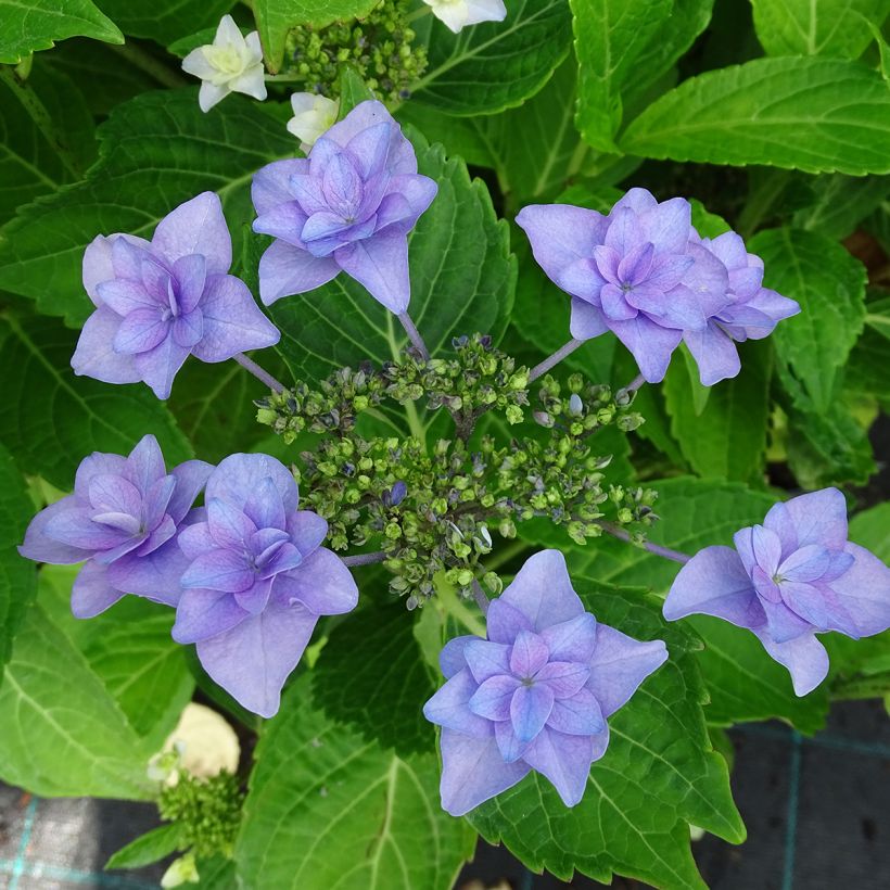 Hydrangea macrophylla Etoile Violette - Schermhortensia (Bloei)