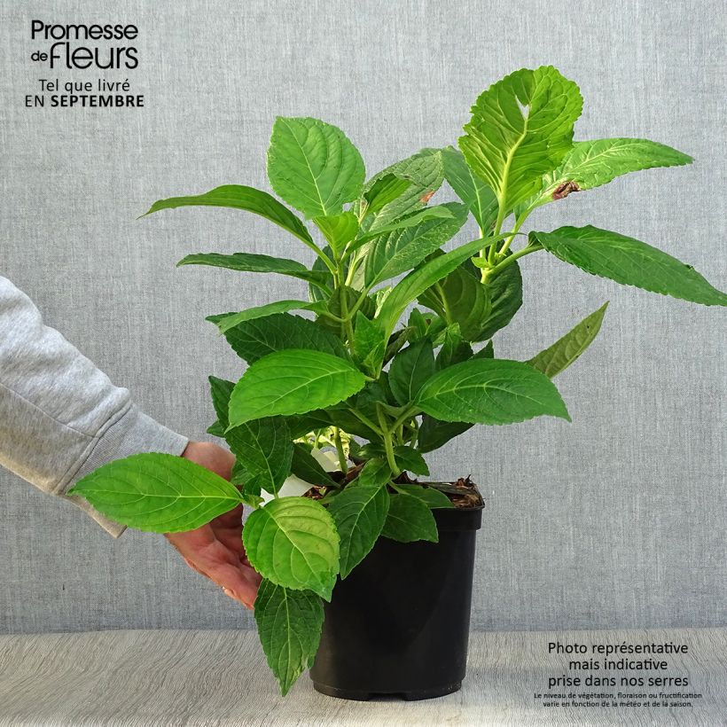 Exemplaar van Hydrangea macrophylla Etoile Violette - Schermhortensia Pot van 2 l/3 l zoals geleverd in de herfst