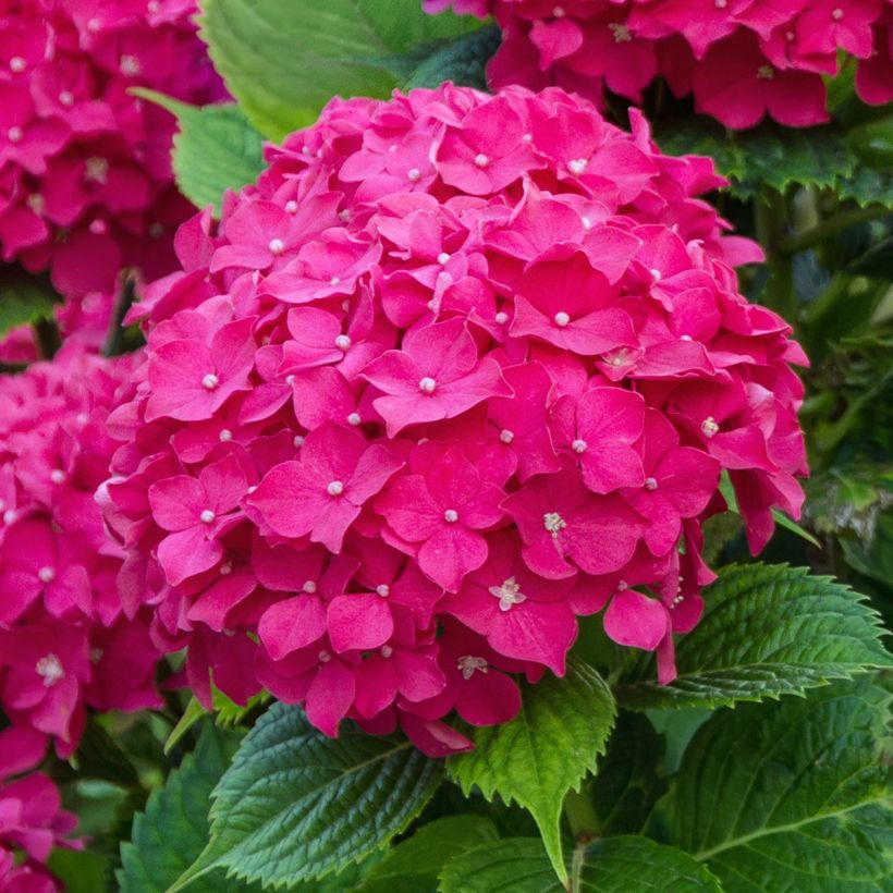 Hydrangea macrophylla Eughen Hahn - Bolhortensia (Bloei)