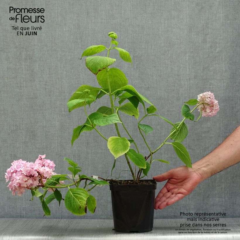Exemplaar van Hydrangea macrophylla Generale Vicomtesse de Vibraye - Bolhortensia Pot van 2 l/3 l zoals geleverd in de zomer
