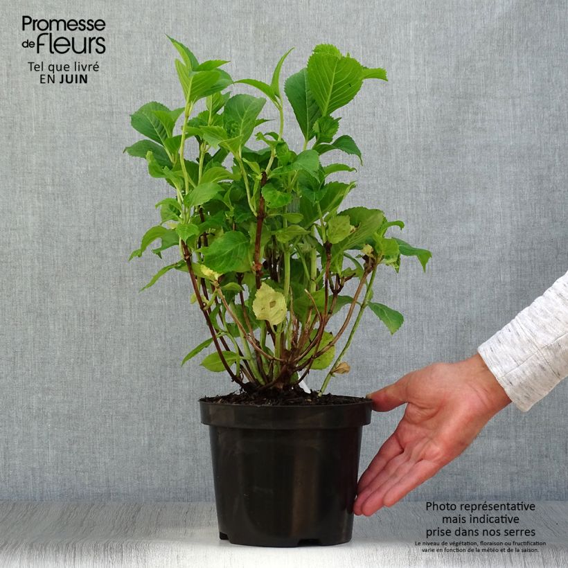 Exemplaar van Hydrangea macrophylla Gertrud Glahn - Bolhortensia Pot van 2 l/3 l zoals geleverd in de zomer