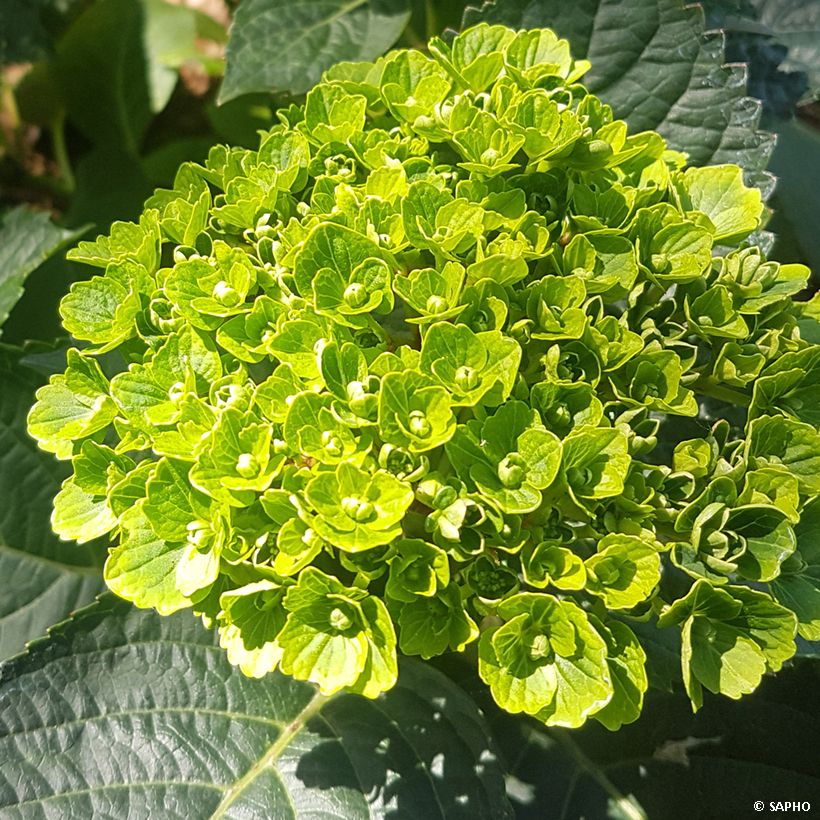Hydrangea macrophylla Green EVER BELLES Hortmagreclo - Bolhortensia (Bloei)