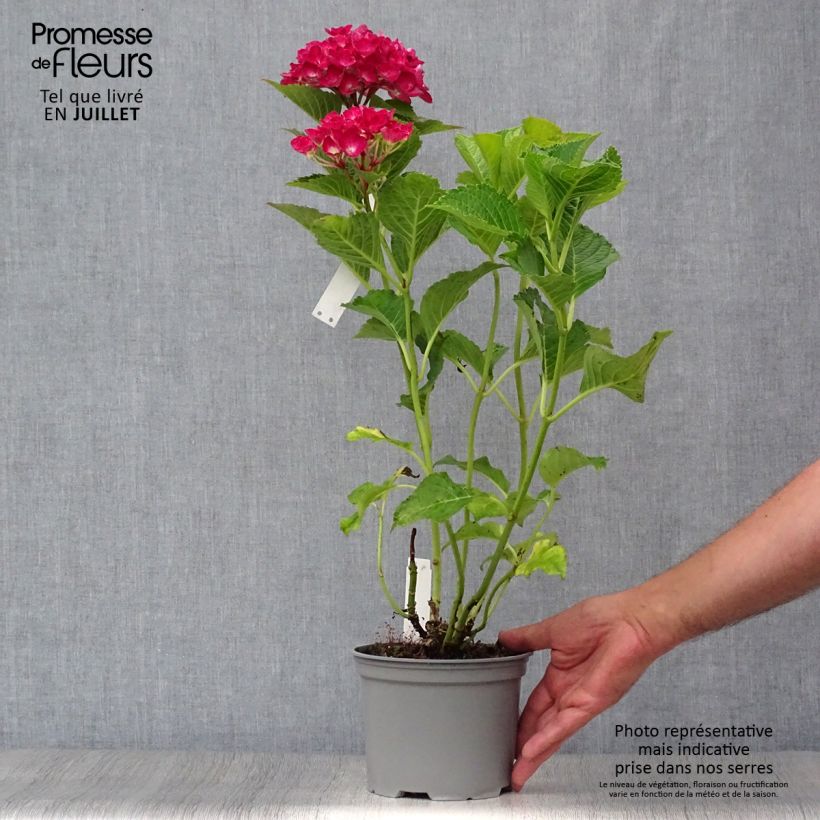 Exemplaar van Hydrangea macrophylla Green shadow - Bolhortensia Pot van 2 l/3 l zoals geleverd in de zomer