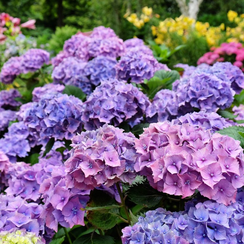 Hydrangea macrophylla Hambourg - Bolhortensia (Bloei)