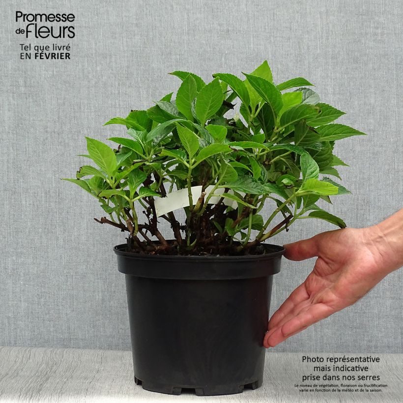 Exemplaar van Hydrangea macrophylla Hovaria Hobergine - Bolhortensia Pot van 4 l/5 l zoals geleverd in de herfst