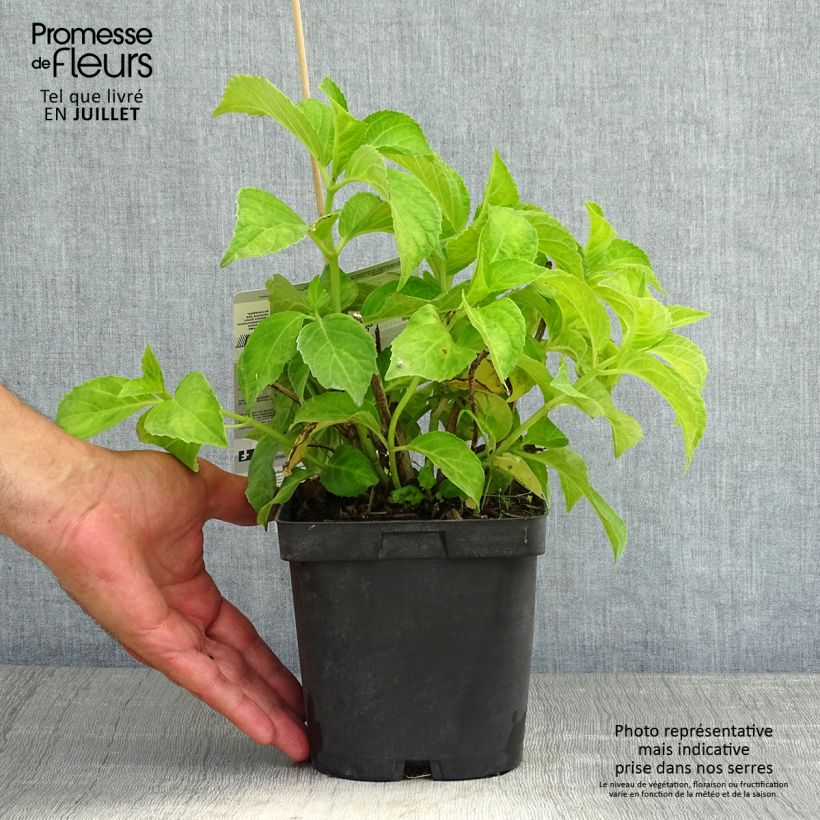 Exemplaar van Hydrangea macrophylla Immaculata - Hortensia Pot van 2 l/3 l zoals geleverd in de zomer