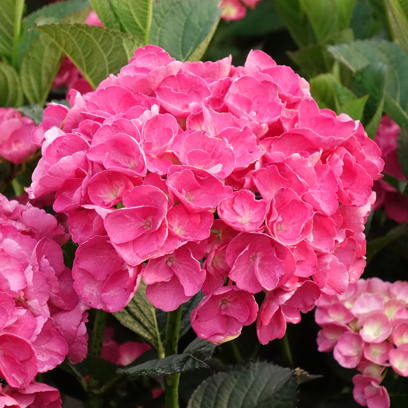 Hydrangea macrophylla Julisa - Bolhortensia (Bloei)