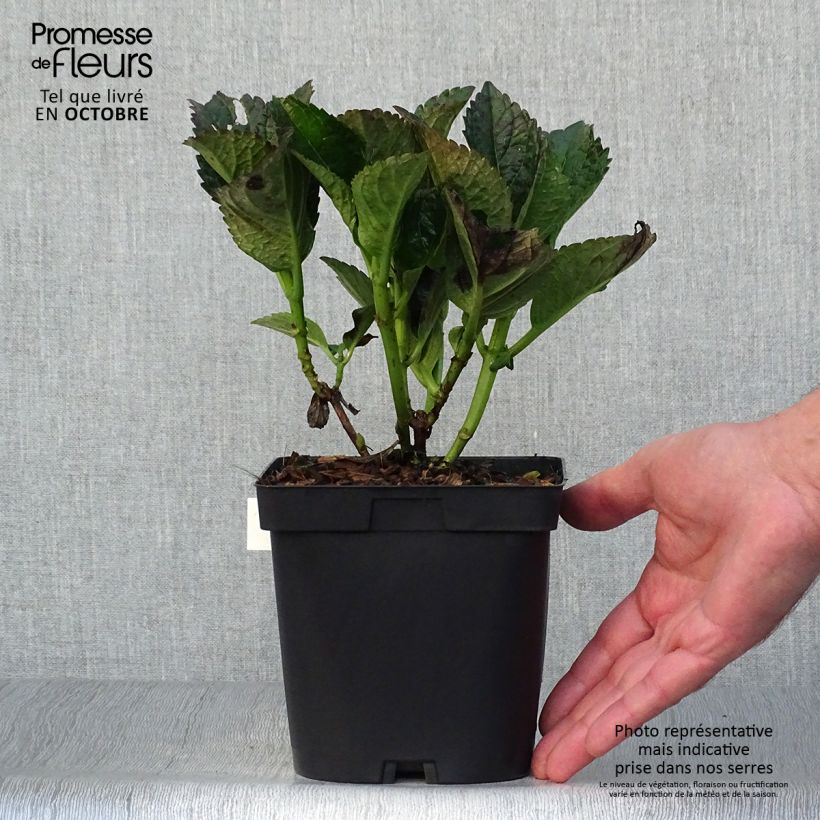 Exemplaar van Hydrangea macrophylla Julisa - Bolhortensia Pot van 1,5 l/2 l zoals geleverd in de herfst