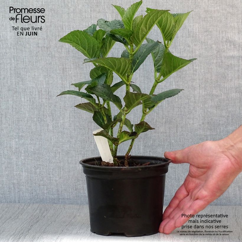 Exemplaar van Hydrangea macrophylla Julisa - Bolhortensia Pot van 1,5 l/2 l zoals geleverd in de zomer