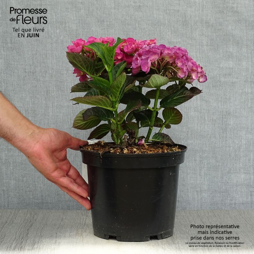 Exemplaar van Hydrangea macrophylla Julisa - Bolhortensia Pot van 4 l/5 l zoals geleverd in de zomer