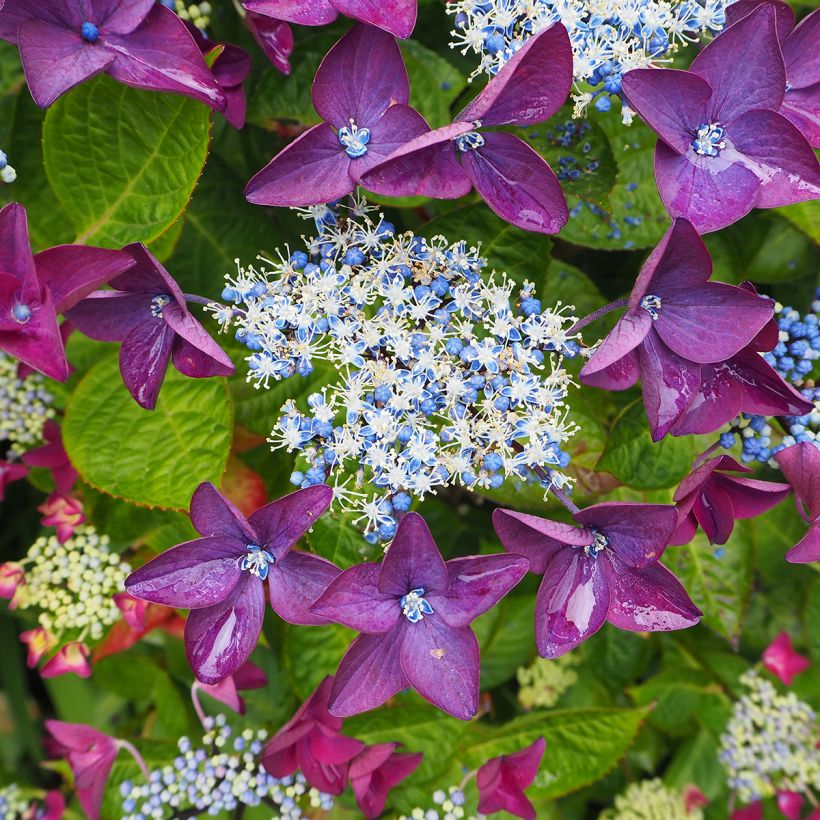 Hydrangea macrophylla Kardinal Violet - Bolhortensia (Bloei)