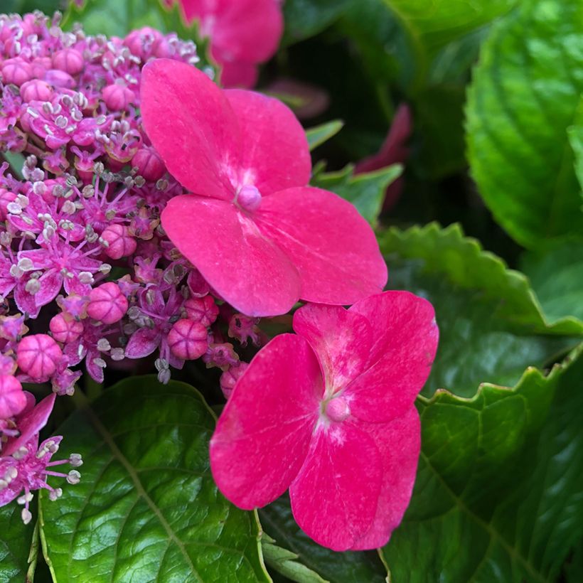 Hydrangea macrophylla Teller Kardinal - Bolhortensia (Bloei)