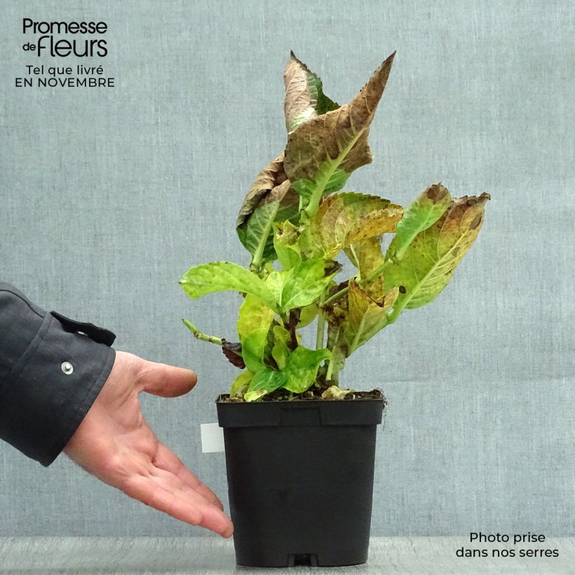 Exemplaar van Hydrangea macrophylla Kazan - Bolhortensia Pot van 2 l/3 l zoals geleverd in de herfst