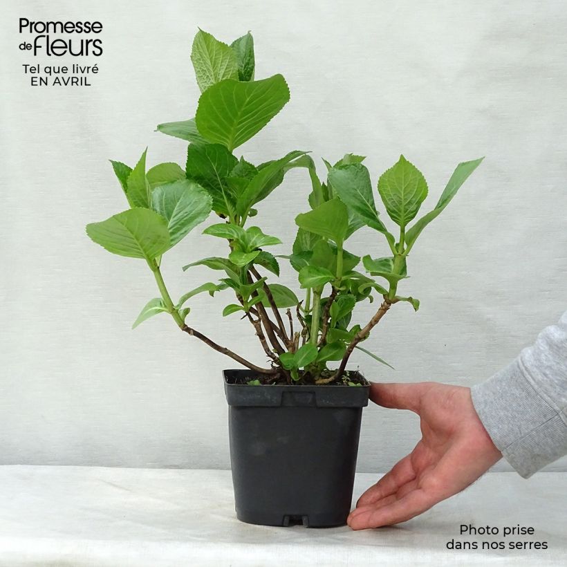 Exemplaar van Hydrangea macrophylla Kazan - Bolhortensia Pot van 2 l/3 l zoals geleverd in de lente