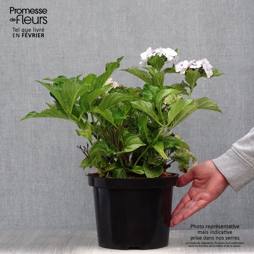 Exemplaar van Hydrangea macrophylla Koria - Schermhortensia Pot van 4 l/5 l zoals geleverd in de herfst